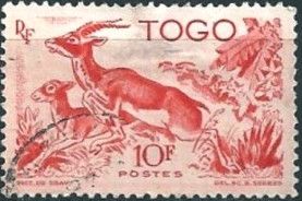 Red-fronted Gazelle (Gazella rufifrons)