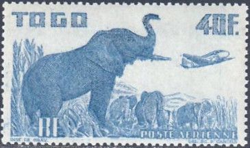 Elephant herd