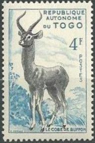 Kob (Kobus kob)