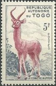Kob (Kobus kob)
