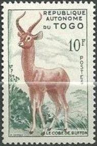 Kob (Kobus kob)