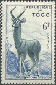 Kob (Kobus kob)