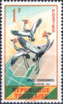 Grey Crowned Crane (Balearica pavonina)