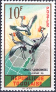 Grey Crowned Crane (Balearica pavonina)