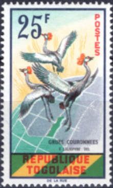 Grey Crowned Crane (Balearica pavonina)