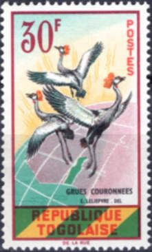 Grey Crowned Crane (Balearica pavonina)