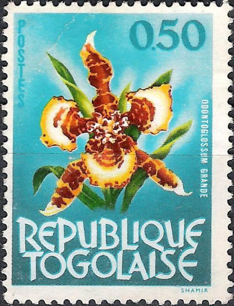 Tiger Orchid (Odontoglossum grande)