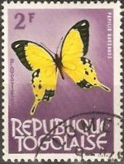 African Swallowtail (Papilio dardanus)