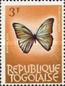 Aega Morpho (Morpho aega)