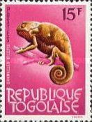 Flap-necked Chameleon (Chamaeleo dilepis)