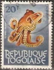 Common Octopus (Octopus vulgaris)