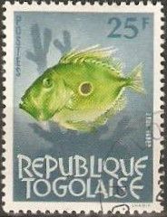 John Dory (Zeus faber)