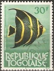 Gray Angelfish (Pomacanthus arcuatus)