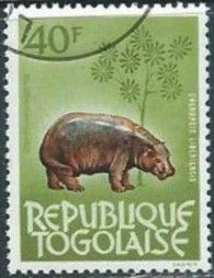 Pygmy Hippopotamus (Cheropsis liberiensis)