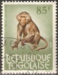 Olive Baboon (Papio doguera)