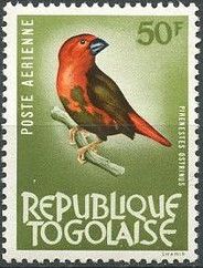 Black-bellied Seedcracker (Pyrenestes ostrinus)