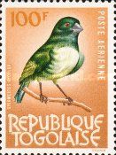 Black-and-white Mannikin (Spermestes bicolor)