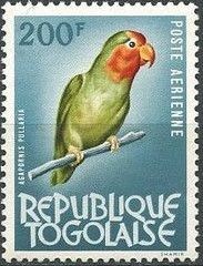 Red-headed Lovebird (Agapornis pullaria)