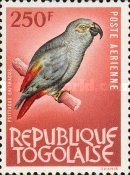 Grey Parrot (Psittacus erithacus)