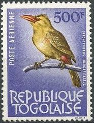 Yellow-breasted Barbet (Trachyphonus margaritatus)