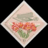 Clivia