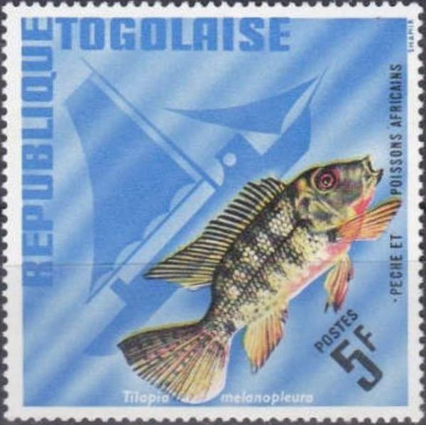 Redbelly Tilapia (Tilapia melanopleura)