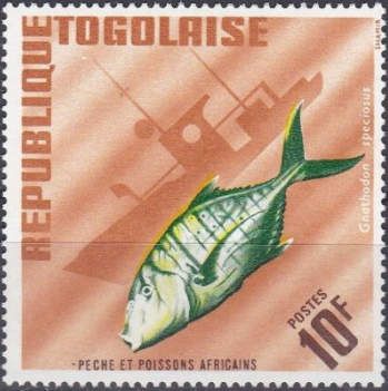 Golden Trevally (Gnathodon speciosus)