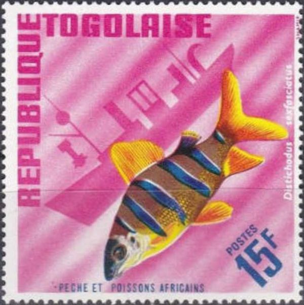 Sixbar Distichodus (Distichodus sexfasciatus)