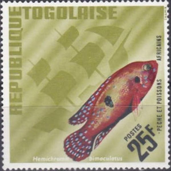 Jewel Cichlid (Hemichromis bimaculatus)