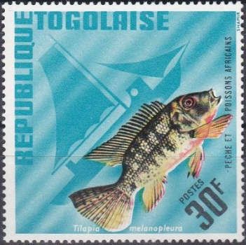 Redbelly Tilapia (Tilapia melanopleura)