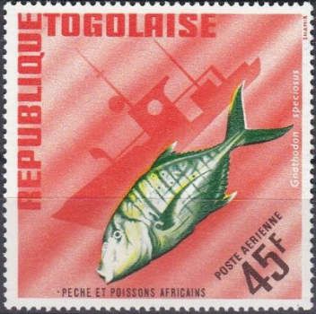 Golden Trevally (Gnathodon speciosus)
