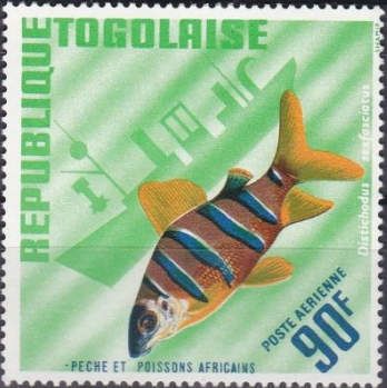 Sixbar Distichodus (Distichodus sexfasciatus)
