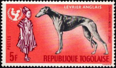 Greyhound (Canis lupus familiaris), African Boy