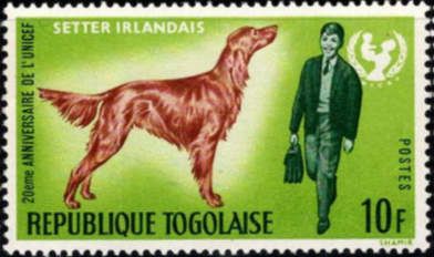 Irish Setter (Canis lupus familiaris), American Boy