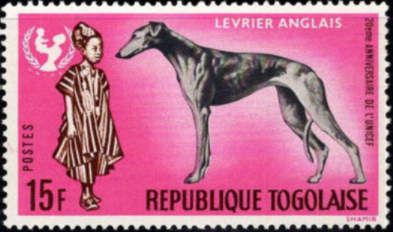 Greyhound (Canis lupus familiaris), African Boy