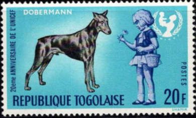 Doberman Pinscher (Canis lupus familiaris), French Girl