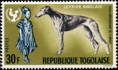 Greyhound (Canis lupus familiaris), African Boy