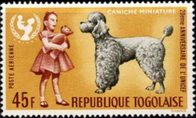 Miniature Poodle (Canis lupus familiaris), German Girl