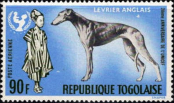Greyhound (Canis lupus familiaris), African Boy