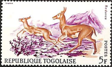 Bohor Reedbuck (Redunca redunca)