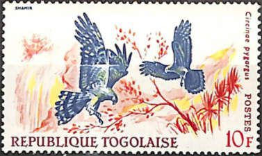 Montagu's Harrier (Circus pygargus)