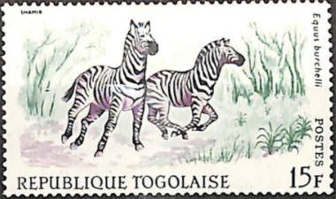 Plains Zebra (Equus quagga burchelli)