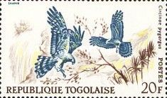 Montagu's Harrier (Circus pygargus)