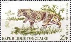 Leopard (Panthera pardus)