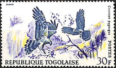 Montagu's Harrier (Circus pygargus)