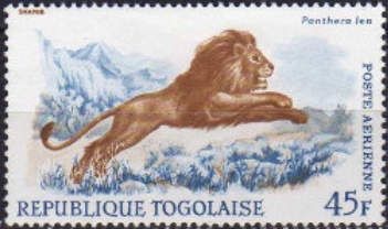 Lion (Panthera leo)