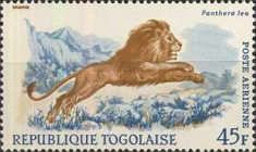 Lion (Panthera leo)