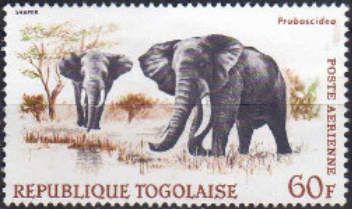 African Elephant (Loxodonta africana)