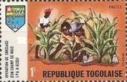 Hoeing corn