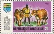 Cows
